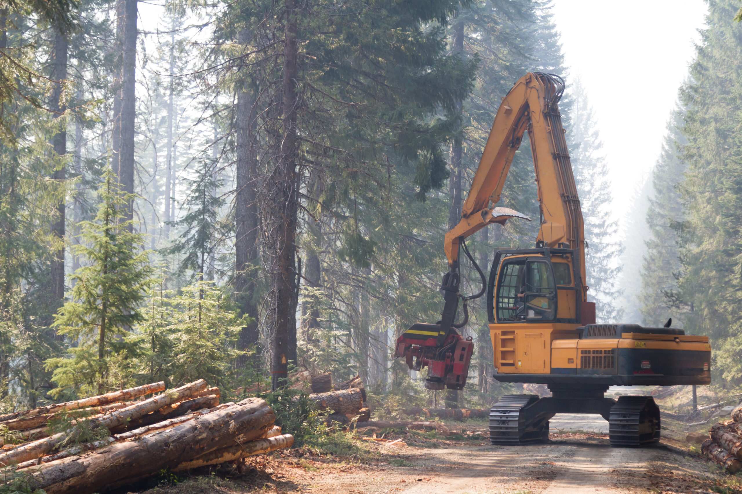 Gestión Forestal
